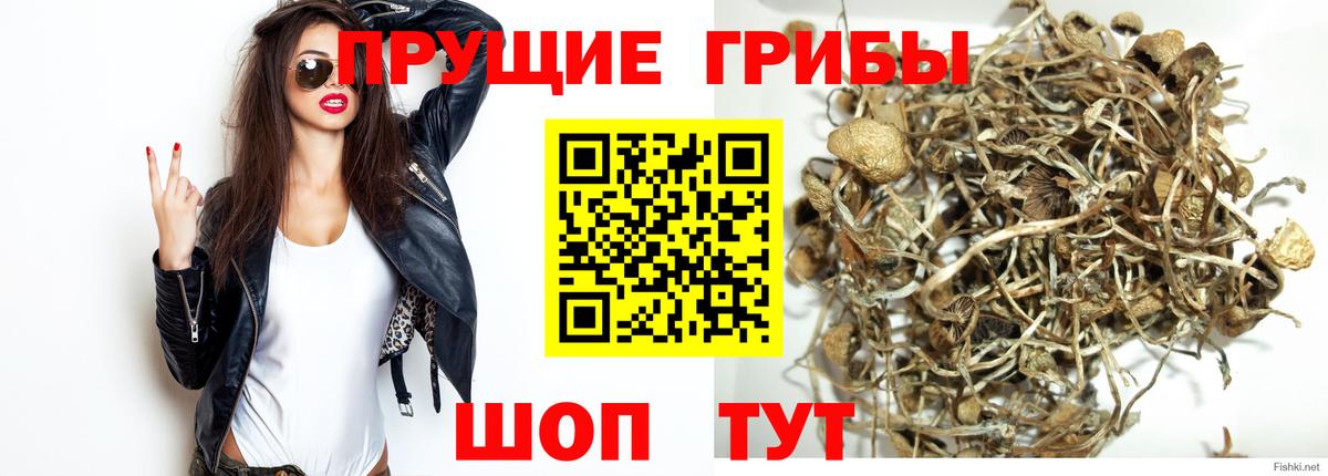 Псилоцибиновые грибы GOLDEN TEACHER  Вход с VPN  Мурино 